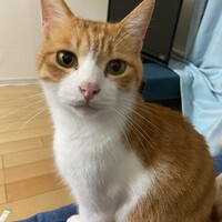 ちび太