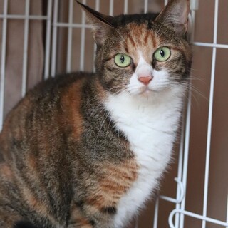 キジ三毛猫　英理ちゃん　里親様募集♪