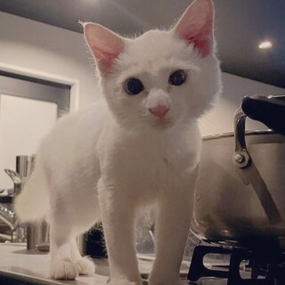 白猫くん（眼がブルーグレー）3ヶ月半