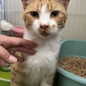 カラスに襲われていたところを救われたベタ甘の茶白君