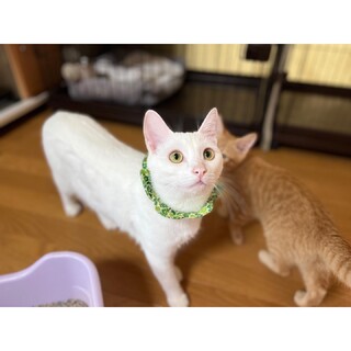 お餅の妖精ペッパー