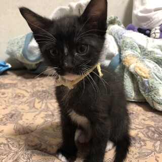 【里親募集】子猫　オス　一カ月半