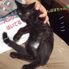 黒猫1歳　控えめな女の子　たんぽぽちゃん サムネイル5