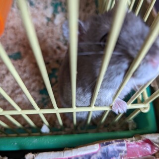 ブルーサファイアのハムスター