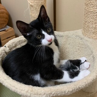 マイペースなイケニャンハチワレ男子⭐︎ひろみ