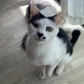 甘えん坊で髭のチョム♪ベタベタ希望