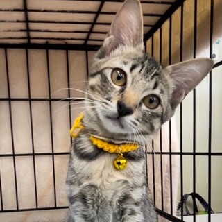 なれなれ美猫キジトラ女子❤ジャスミン