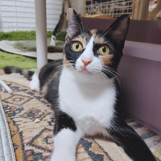 人懐っこい兄妹❤️パプリカのリカちゃん