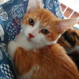 推定６月頭生まれ 茶白男の子☆律くん