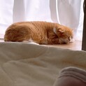  猫 ちょもちゃん(11歳男の子) 
