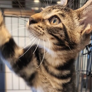 元気いっぱいのちびちゃん