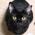 【お話中】お出迎え上手☆な黒猫なのちゃん