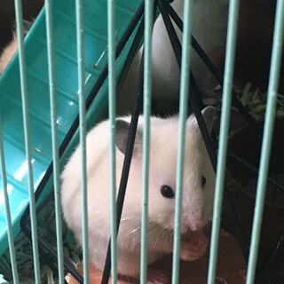かわいいハムスター