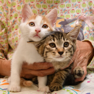 慣れて可愛い仲良しのカツオ君ワカメちゃん