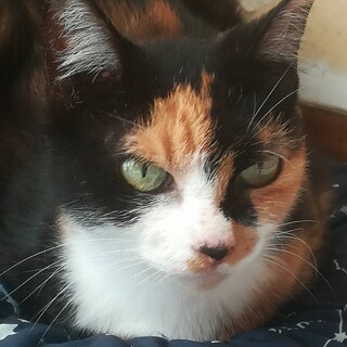 人懐こいミケ猫です