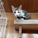 三毛猫　活発な女の子(メルちゃん)