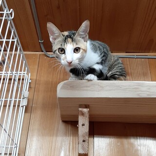 三毛猫　活発な女の子(メルちゃん)