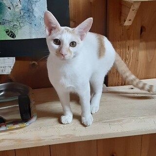 可愛らしい男の子