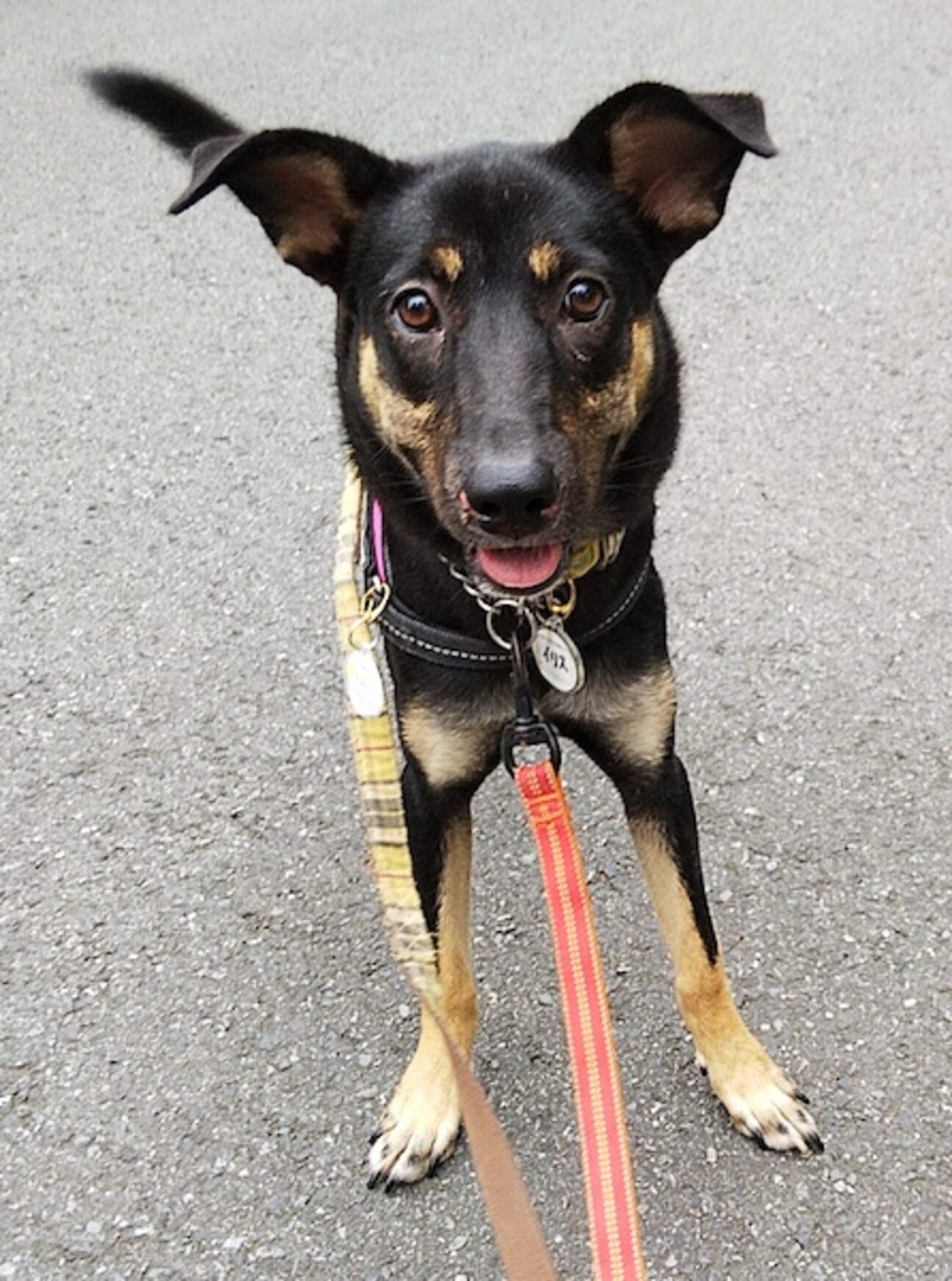 犬が大好き 明るく元気な 千葉県 犬の里親募集 ペットのおうち 月間利用者150万人