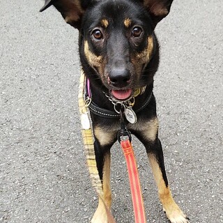 犬が大好き！明るく元気な甘えん坊イリス