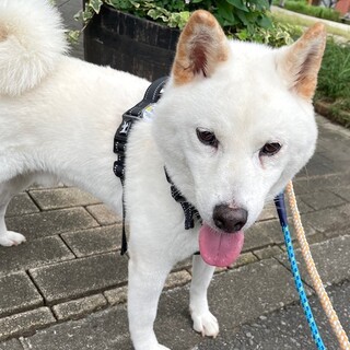 お散歩が大好き、穏やかな白柴男子ハク