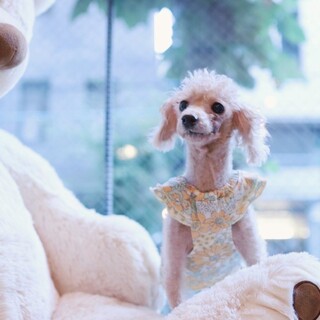 小さくて可愛いプードルハピネスちゃん