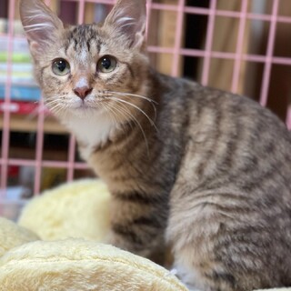 長毛ソックス美少女☆茉莉花ちゃん