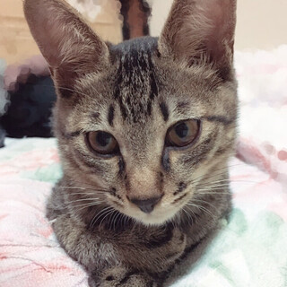 元気いっぱいで甘えん坊なキジトラのイケメンくん