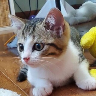 台風の後に現れた可愛い甘えん坊☆