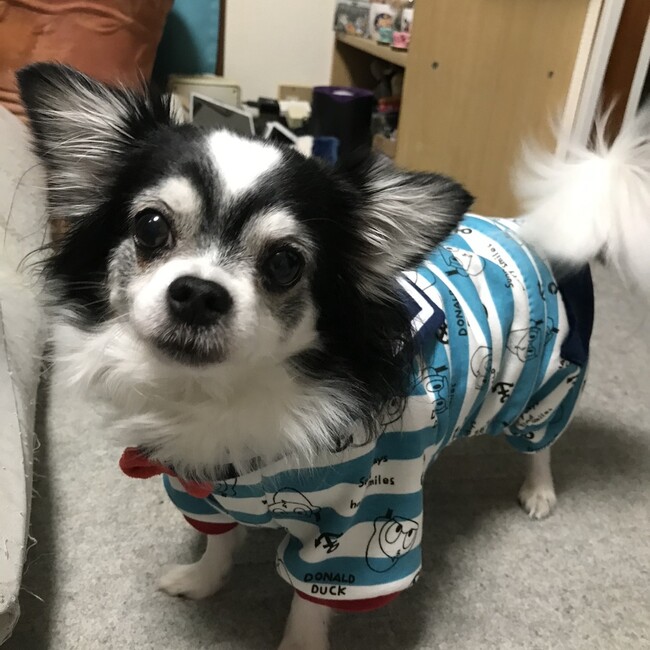 咲良くんのカバー写真