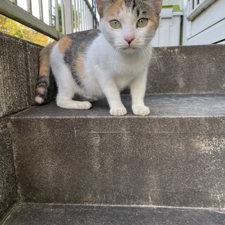かわいい三毛猫ちゃん☺︎