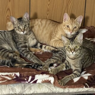 ❣️急募　可愛い仔猫兄妹3匹❣️