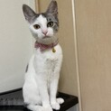 元気いっぱいのナナラ
