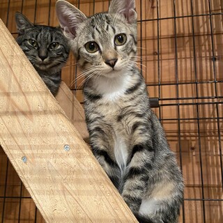 庭先に現れた親子の子猫マオリ君