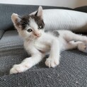 生後1ヶ月の子猫2匹