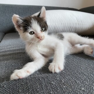 生後1ヶ月の子猫2匹