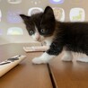 生後1ヶ月の子猫2匹 サムネイル3