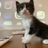 生後1ヶ月の子猫2匹 サムネイル4