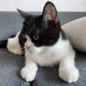 生後5ヶ月のハチワレ