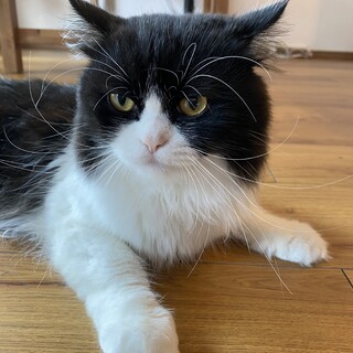 ペルシャとハチワレの子供1歳