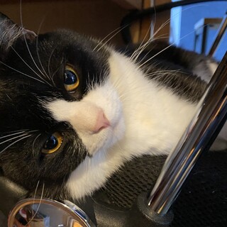 鍵尻尾のハチワレ1歳