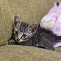 愛嬌のある可愛い子猫　生後2ヶ月程度