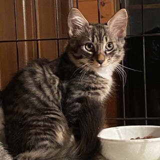 庭先に現れた親子猫アリイ君