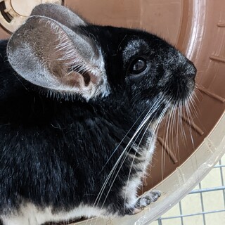 チンチラ男の子2歳