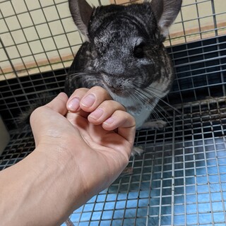 チンチラ女の子3歳