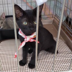 三重県桑名市10月9日(日)リトルパウエイド譲渡会