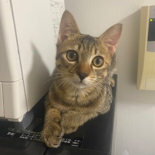 どんな猫ちゃんとも仲良くできます♡