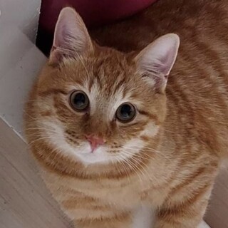タイムリミット有　大地くん２才