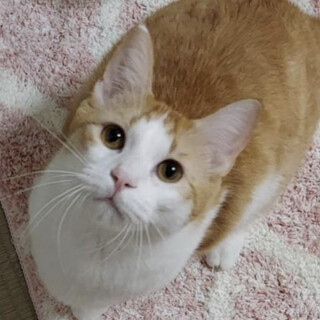 タイムリミット有　空くん２才