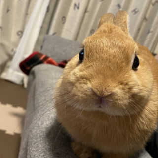 小柄ミニうさぎ♂4歳の里親を探しています。
